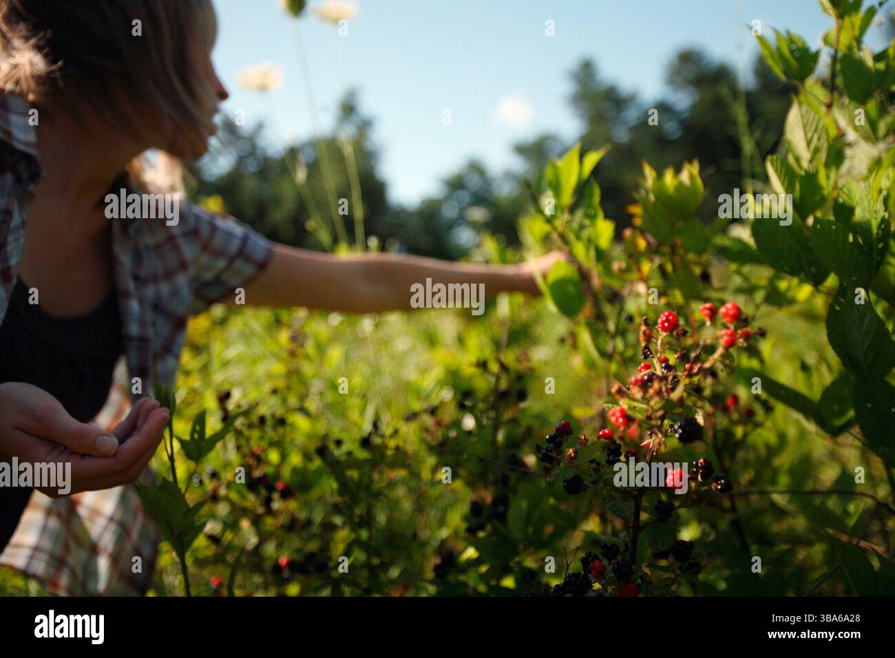 Eine Frau pflückt Brombeeren auf der Farm Stockfoto