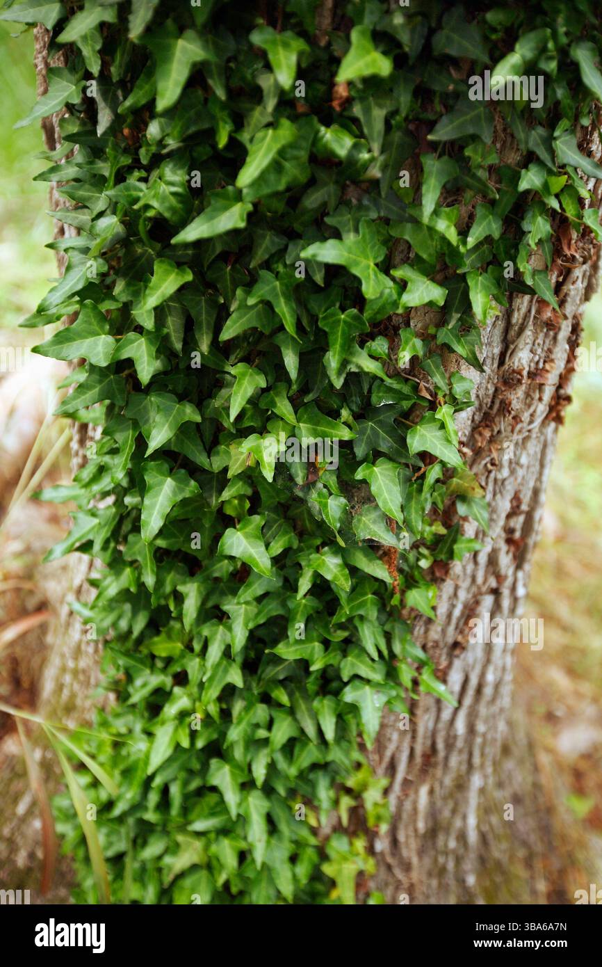 Ivy wächst auf einem Baum auf. Stockfoto