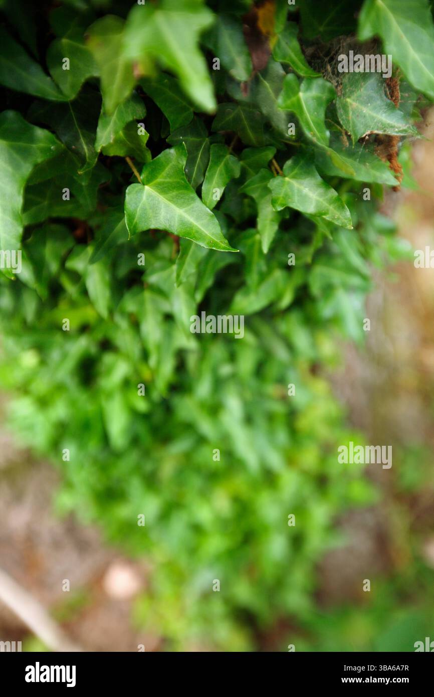 Ivy wächst auf einem Baum auf. Stockfoto