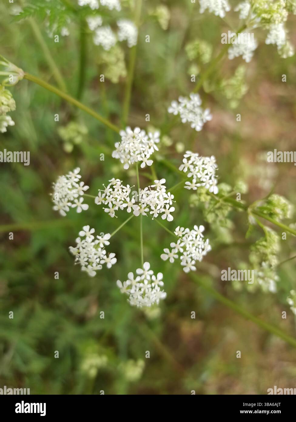 Kuh-Petersilie, Wilder Kerbel, wilde SchnabelPetersilie, Königin Anne's Spitze, Cerfeuil sauvage, Anthrisque sauvage - Anthriscus sylvestris - Apiaceae Stockfoto