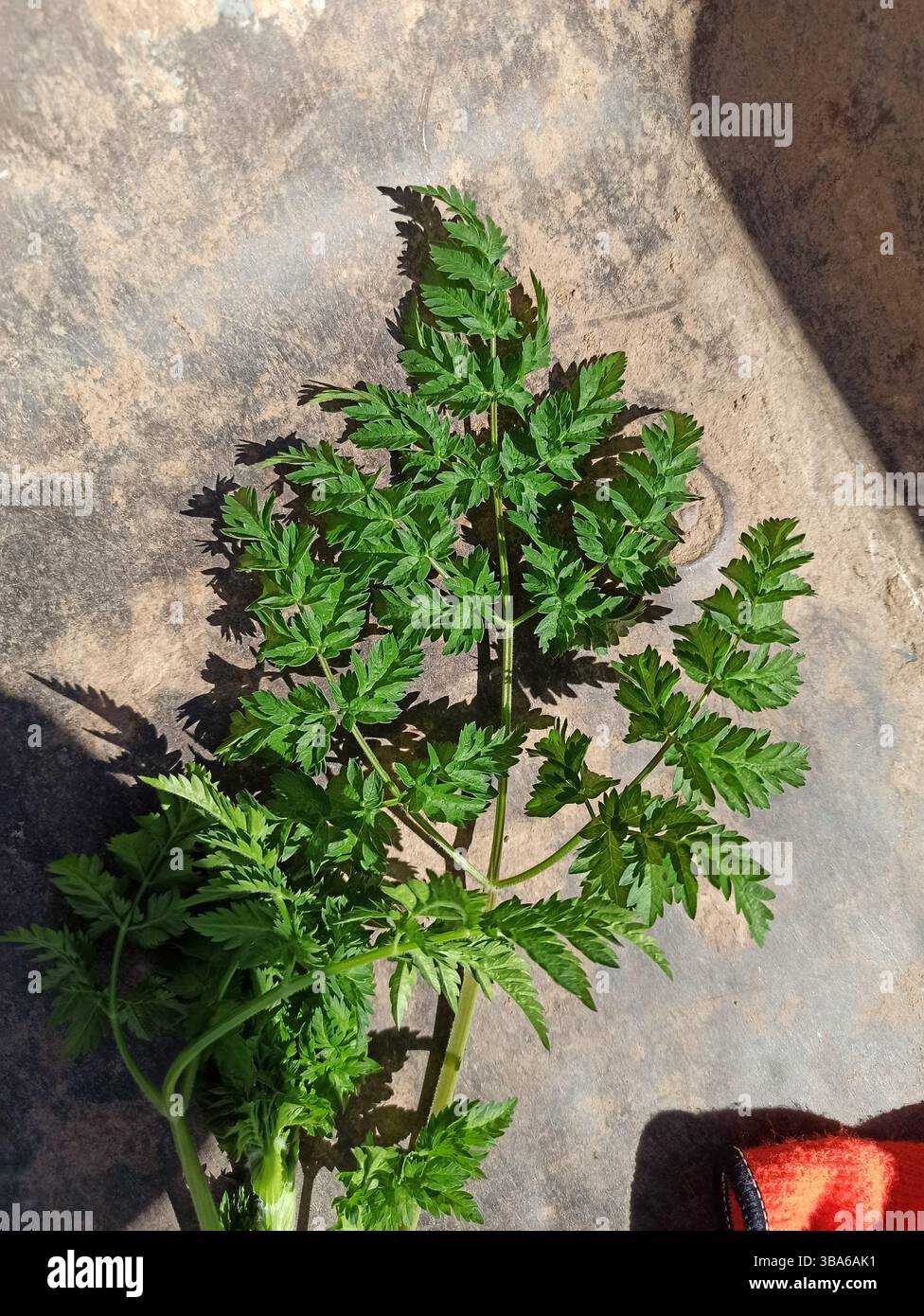 Kuh-Petersilie, Wilder Kerbel, wilde SchnabelPetersilie, Königin Anne's Spitze, Cerfeuil sauvage, Anthrisque sauvage - Anthriscus sylvestris - Apiaceae Stockfoto