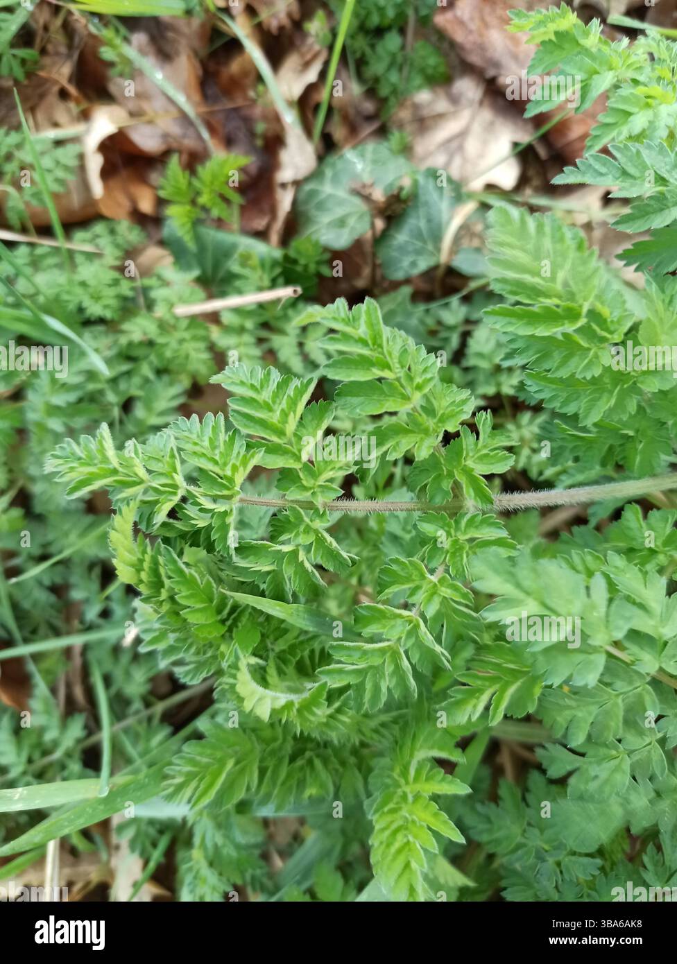 Kuh-Petersilie, Wilder Kerbel, wilde SchnabelPetersilie, Königin Anne's Spitze, Cerfeuil sauvage, Anthrisque sauvage - Anthriscus sylvestris - Apiaceae Stockfoto