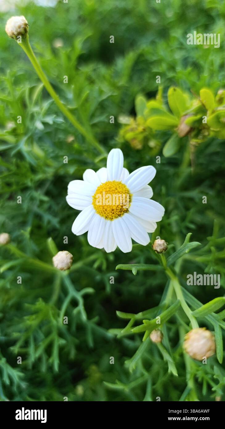 Marguerite Daisy, Boston Daisy, White marguerite, Paris marguerite, Argyranthème buissonnant - Argyranthemum frutescens - Asteraceae Stockfoto