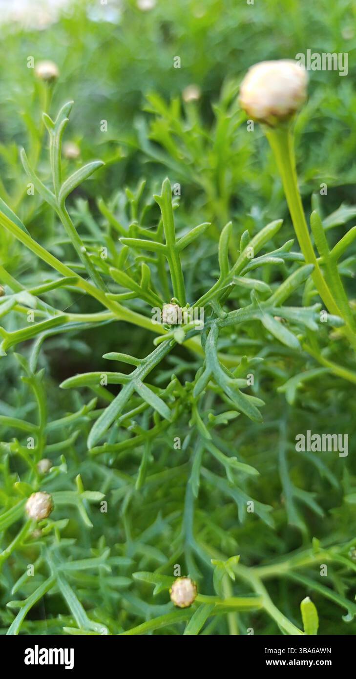 Marguerite Daisy, Boston Daisy, White marguerite, Paris marguerite, Argyranthème buissonnant - Argyranthemum frutescens - Asteraceae Stockfoto