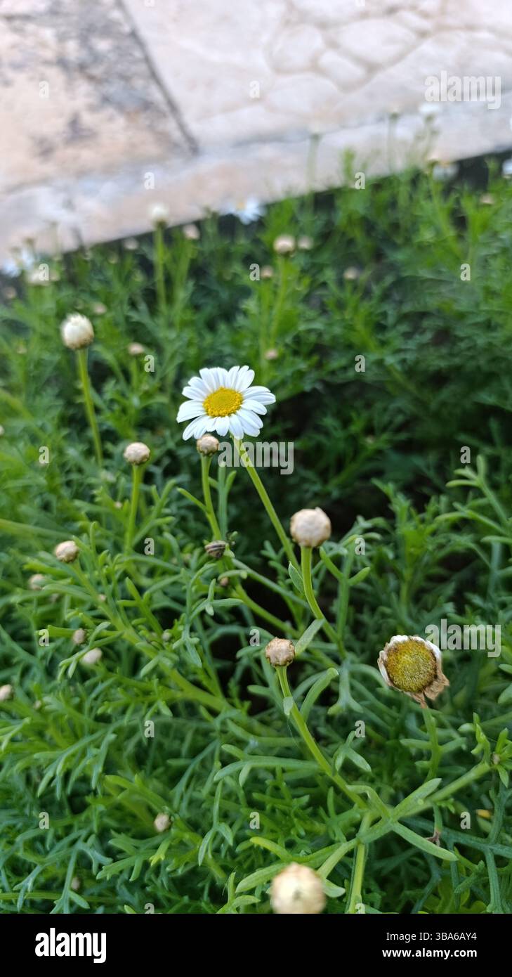 Marguerite Daisy, Boston Daisy, White marguerite, Paris marguerite, Argyranthème buissonnant - Argyranthemum frutescens - Asteraceae Stockfoto