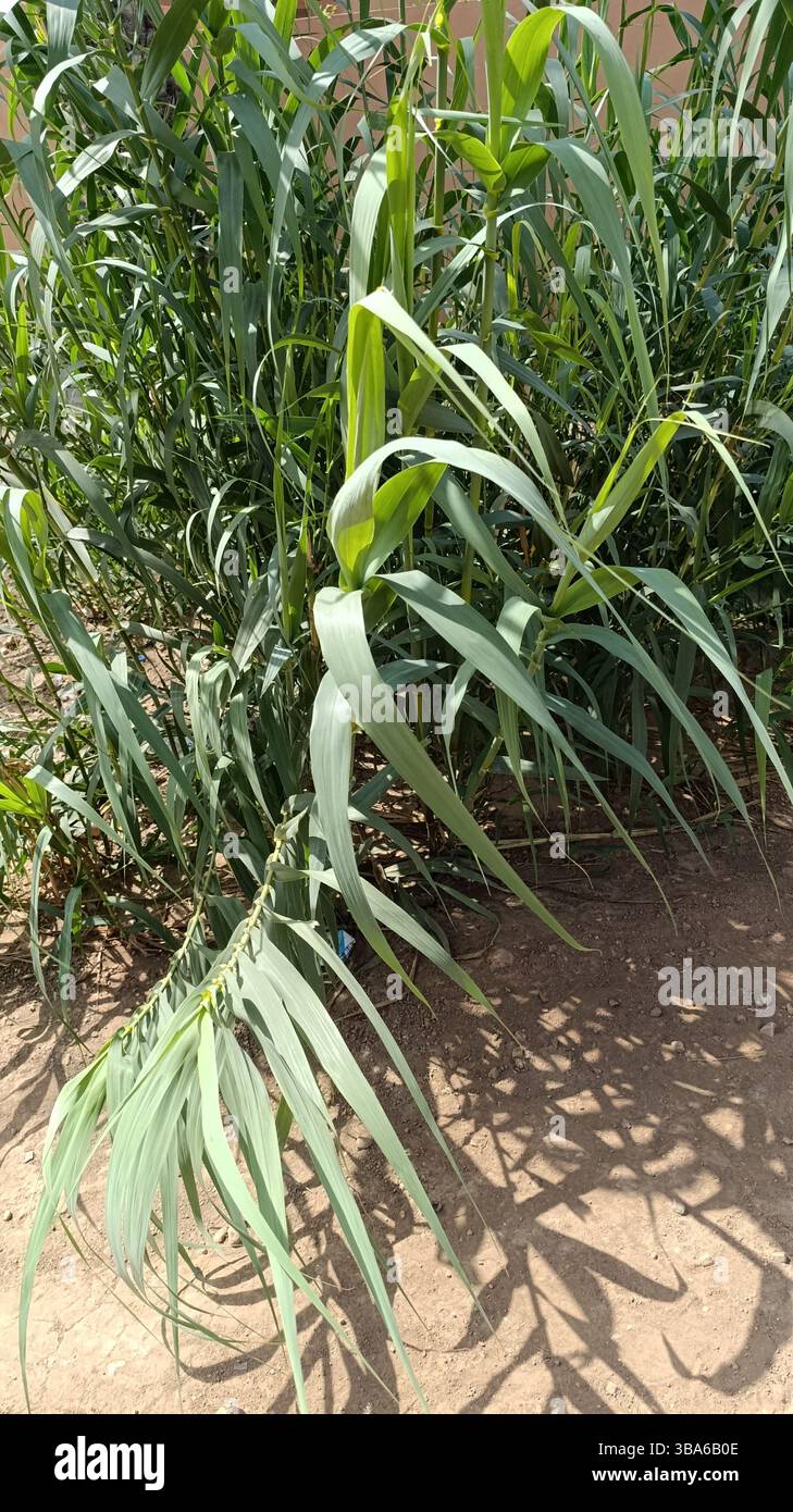 Riesenrohr, Elefantengras, Carrizo, Arundo, spanischer Zuckerrohr, Canne de Provence, Canisse, Cannevelle, Grand roseau - Arundo donax - Poaceae, Stockfoto