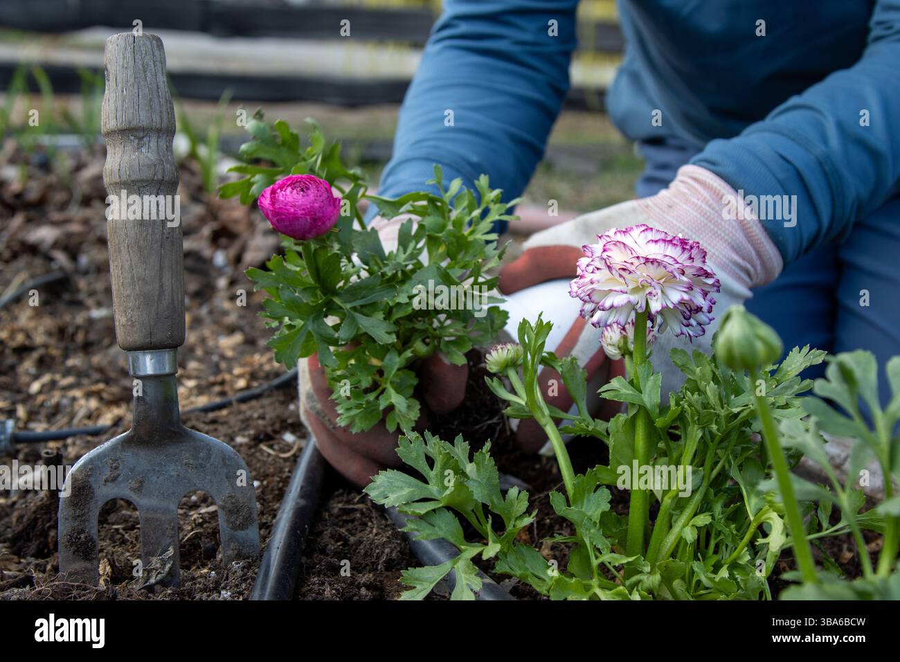 Hände Pflanzen Ranunkel-Setzlinge in einem urbanen Gartenbeet. Stockfoto