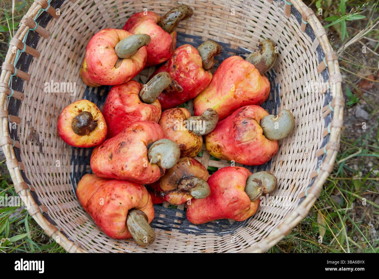 Nahaufnahme der im Korb geernteten Cashewnusfrüchte Stockfoto