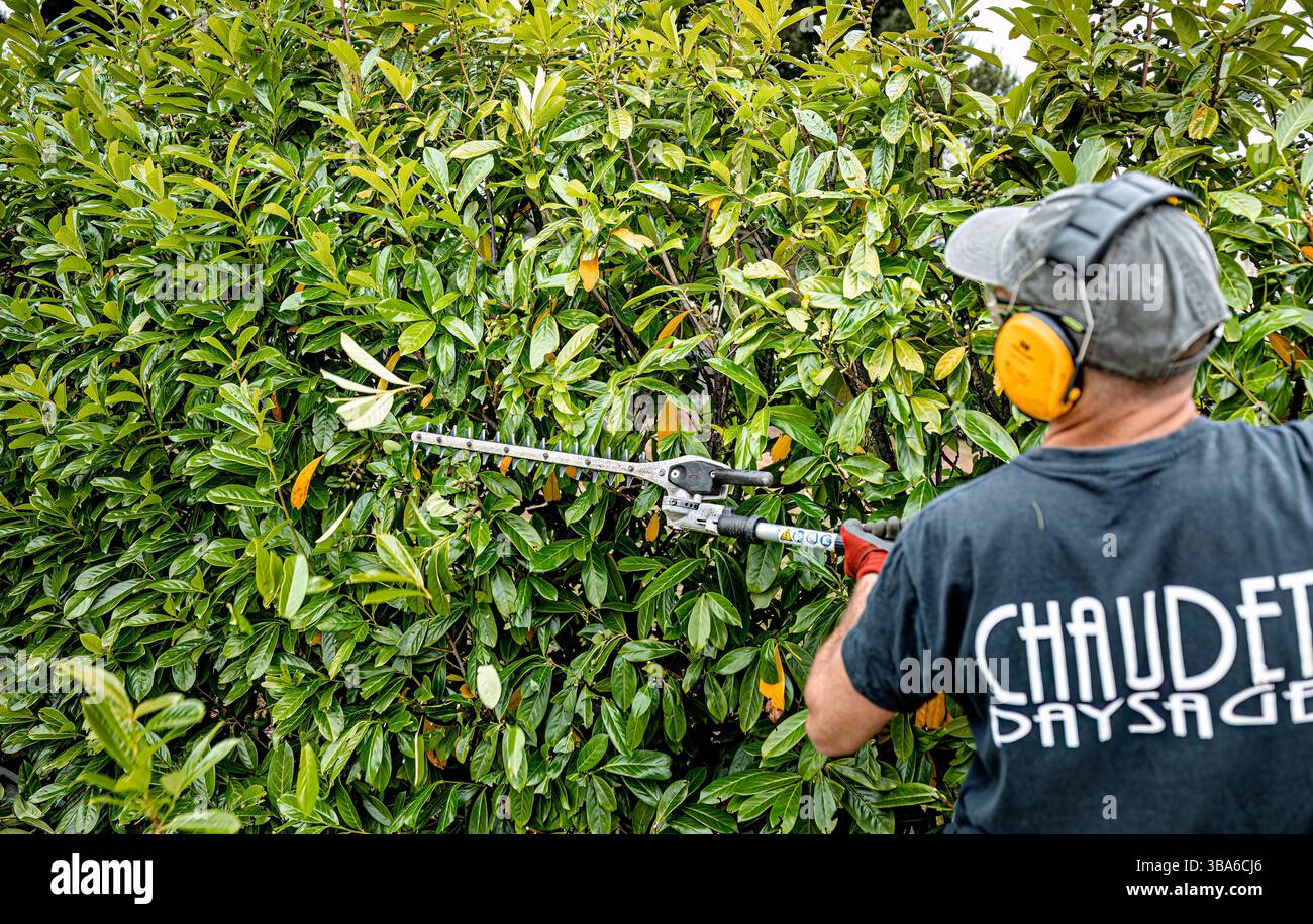 Landschaftsbau und Gartenbau, Park- und Gartenpflege. Gärtner mit Ohrenschützern schneiden eine Hecke mit einer Heckenschere Stockfoto Landschaftsbau und Gartenbau, Park- und Gartenpflege. Gärtner mit Ohrenschützern schneiden eine Hecke mit einer Heckenschere Stockfoto