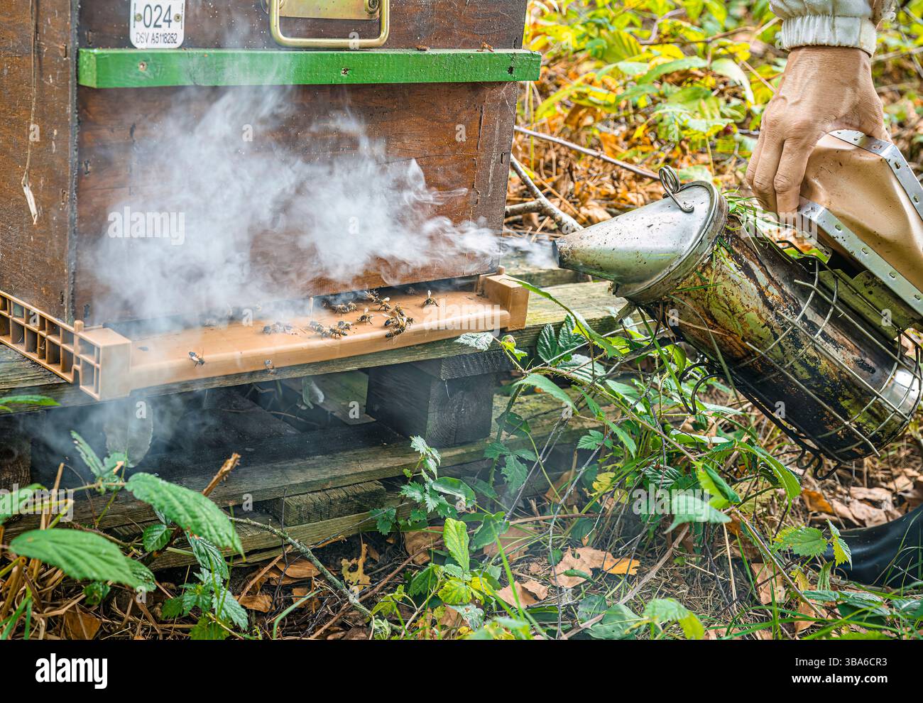 Bienenzucht: Honigernte, wenn die Honigsupers gedeckelt sind. Frau in Imker-Outfit Stockfoto
