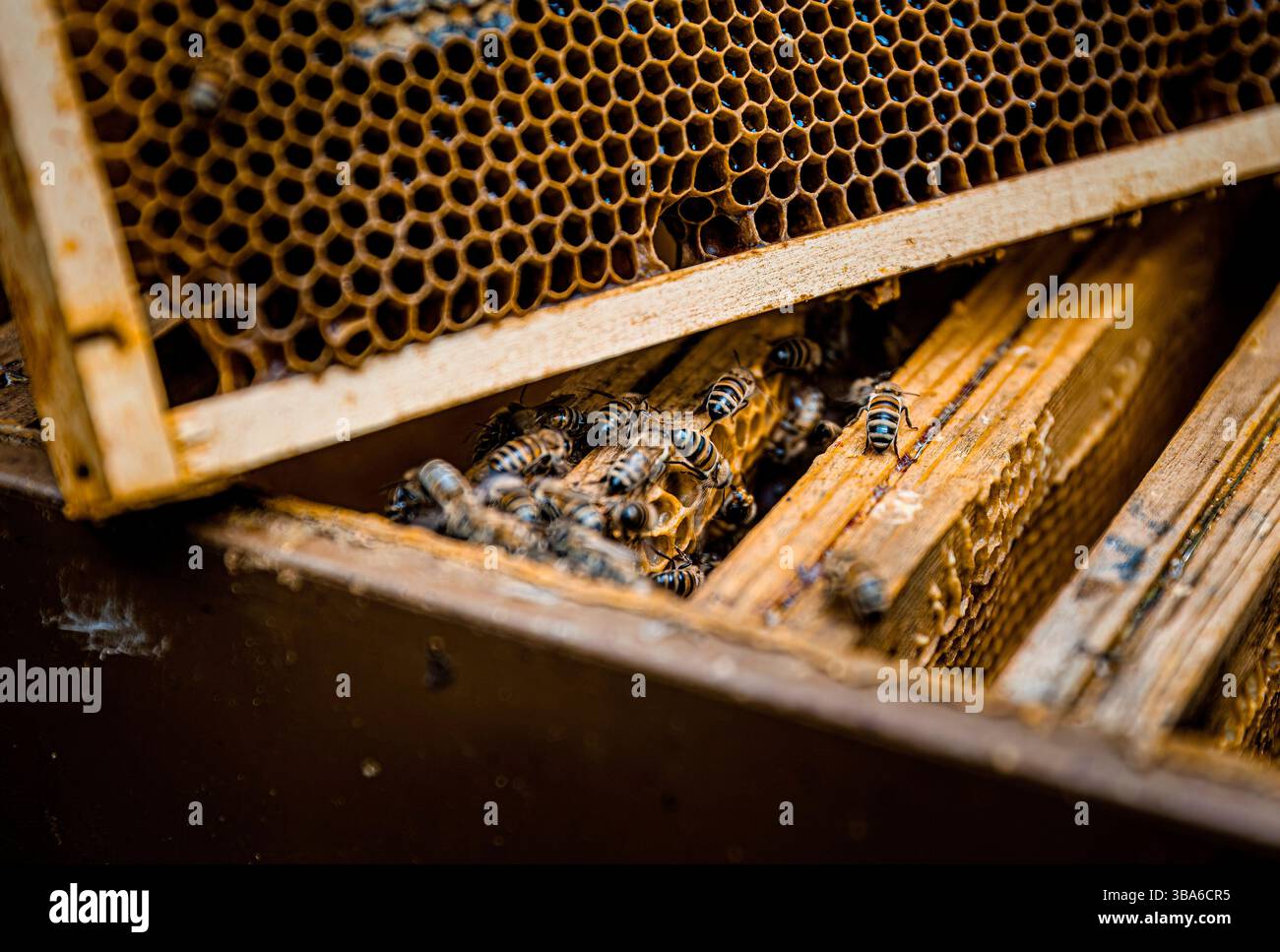 Bienenzucht: Honigernte, wenn die Honigsupers gedeckelt sind. Frau in Imker-Outfit Stockfoto