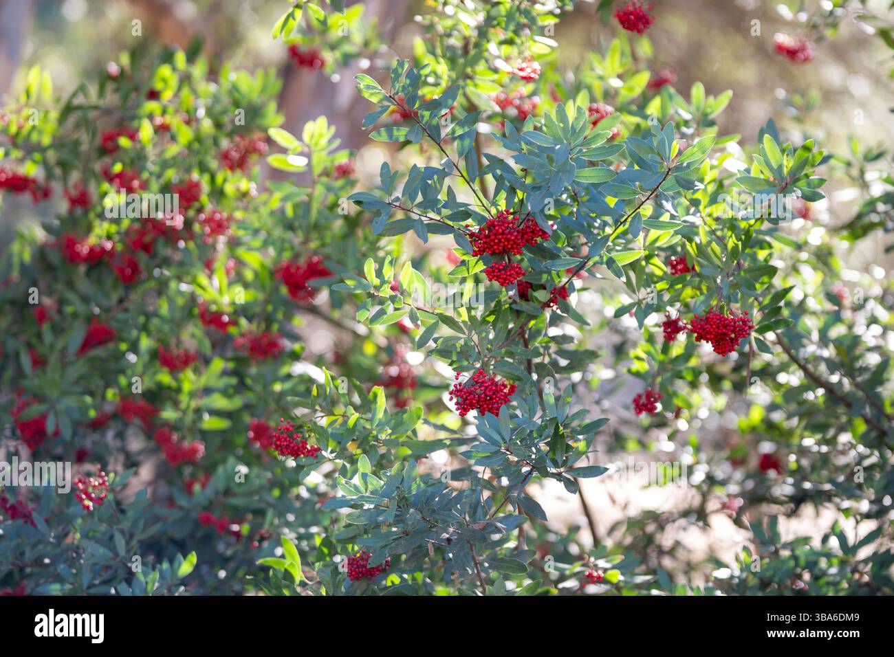 Kalifornien stechpalme -Fotos und -Bildmaterial in hoher Auflsung  Alamy