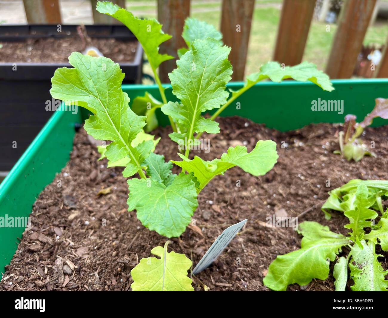 Junge Senfgrün, die in Hochgartenboden wachsen Stockfoto