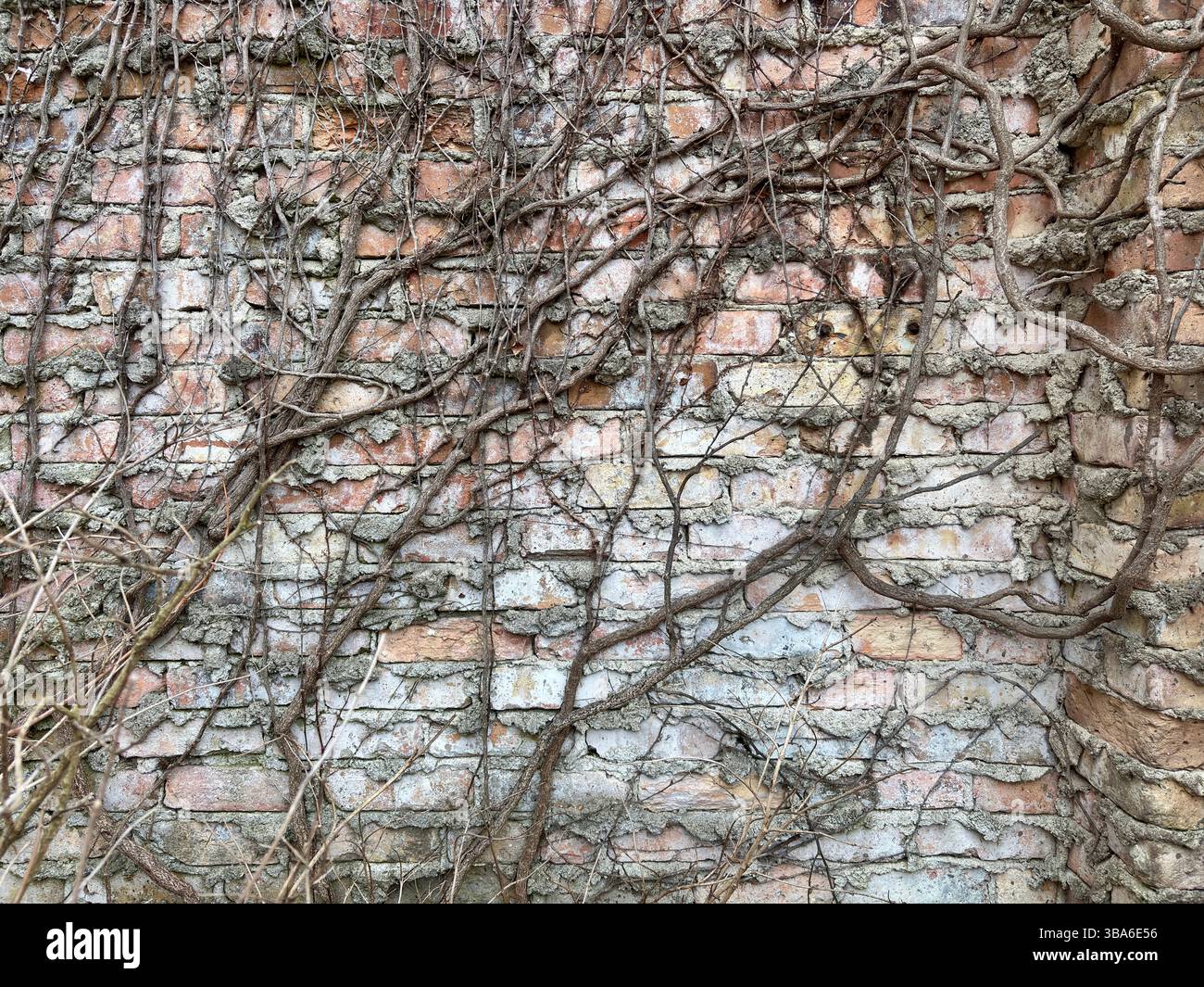 Verwitterte Ziegelwand, bedeckt mit trockenen, verworrenen Weinstöcken im frühen Frühjahr Stockfoto