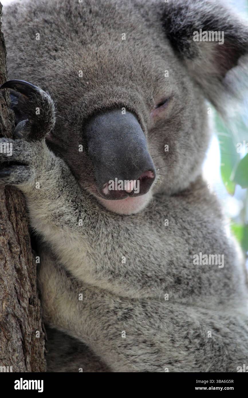 Nahaufnahme eines Koalabären, der in einem Eukalyptus eines Kaugummibaums schläft Stockfoto