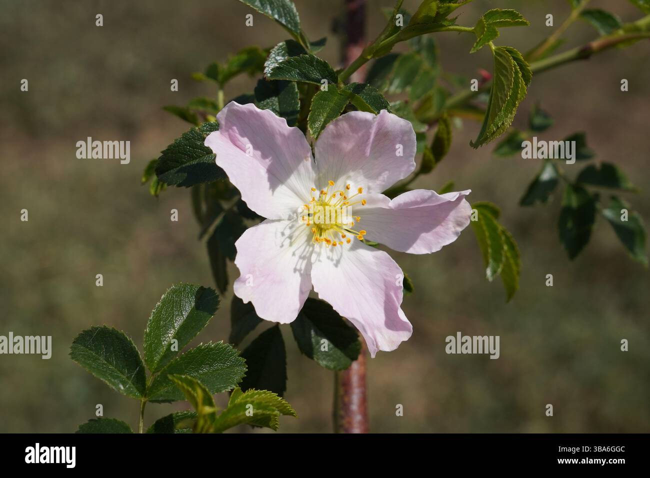 Wilde Hunderosen im späten Frühling. Einzelner Blumenkopf an Strauchpflanze. Stockfoto