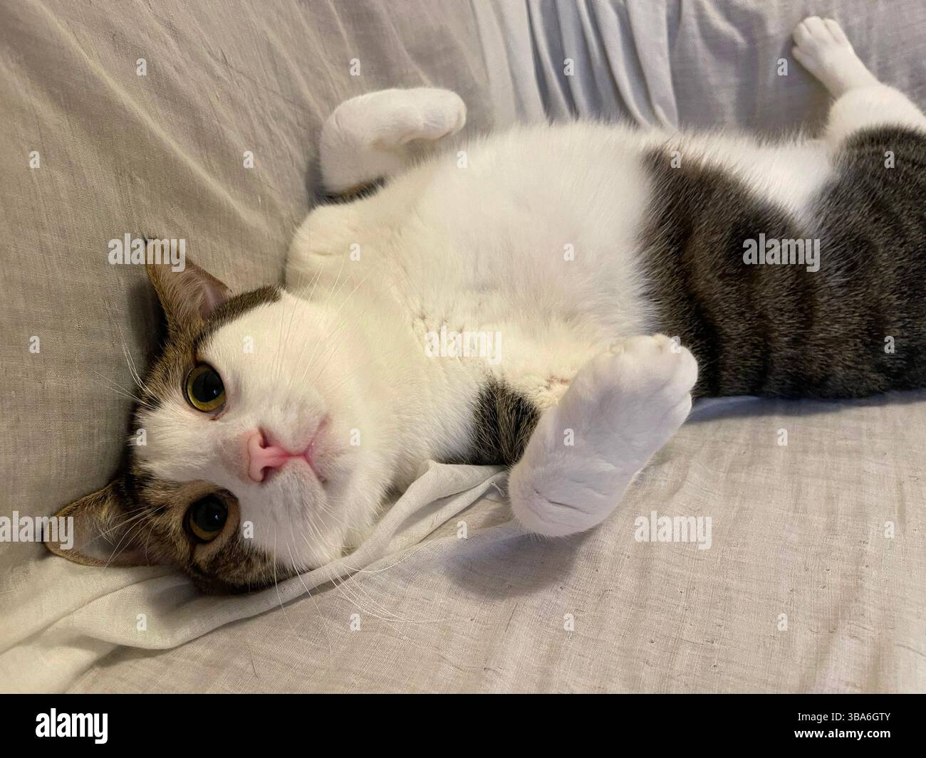 Gestromte und weiße Katze liegend drehen Schildkröte - Smartphone-aufgenommenes Stockfoto