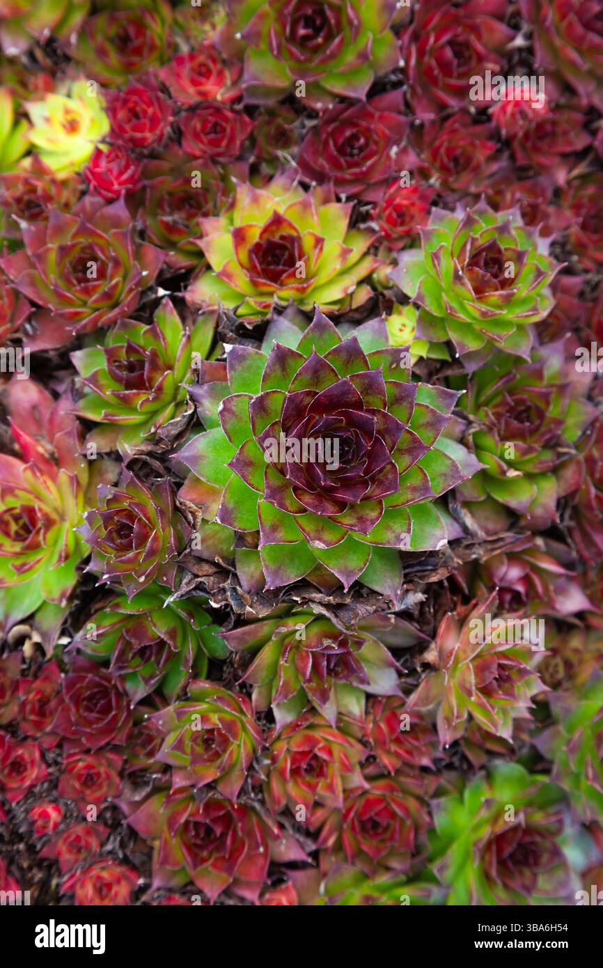 Floraler Hintergrund mit dichtem rot-grünem Blütenstand. Stockfoto