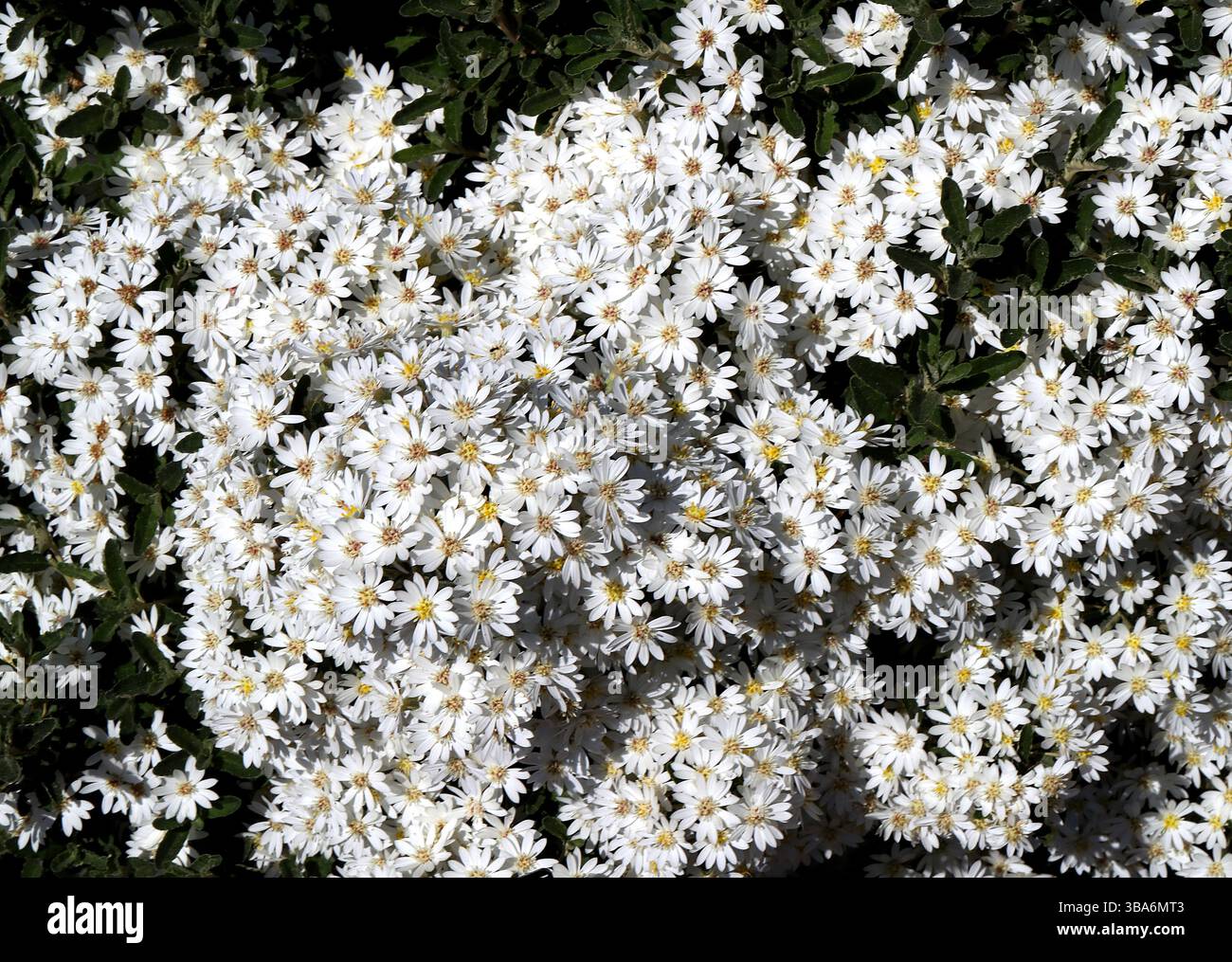 Scilly Daisy Bush, Olearia x scilloniensis, Asteraceae. Australien, Neuguinea und Neuseeland. Ein gerundeter, mittelgroßer immergrüner Sträucher buschiger Gewohnheit. Stockfoto