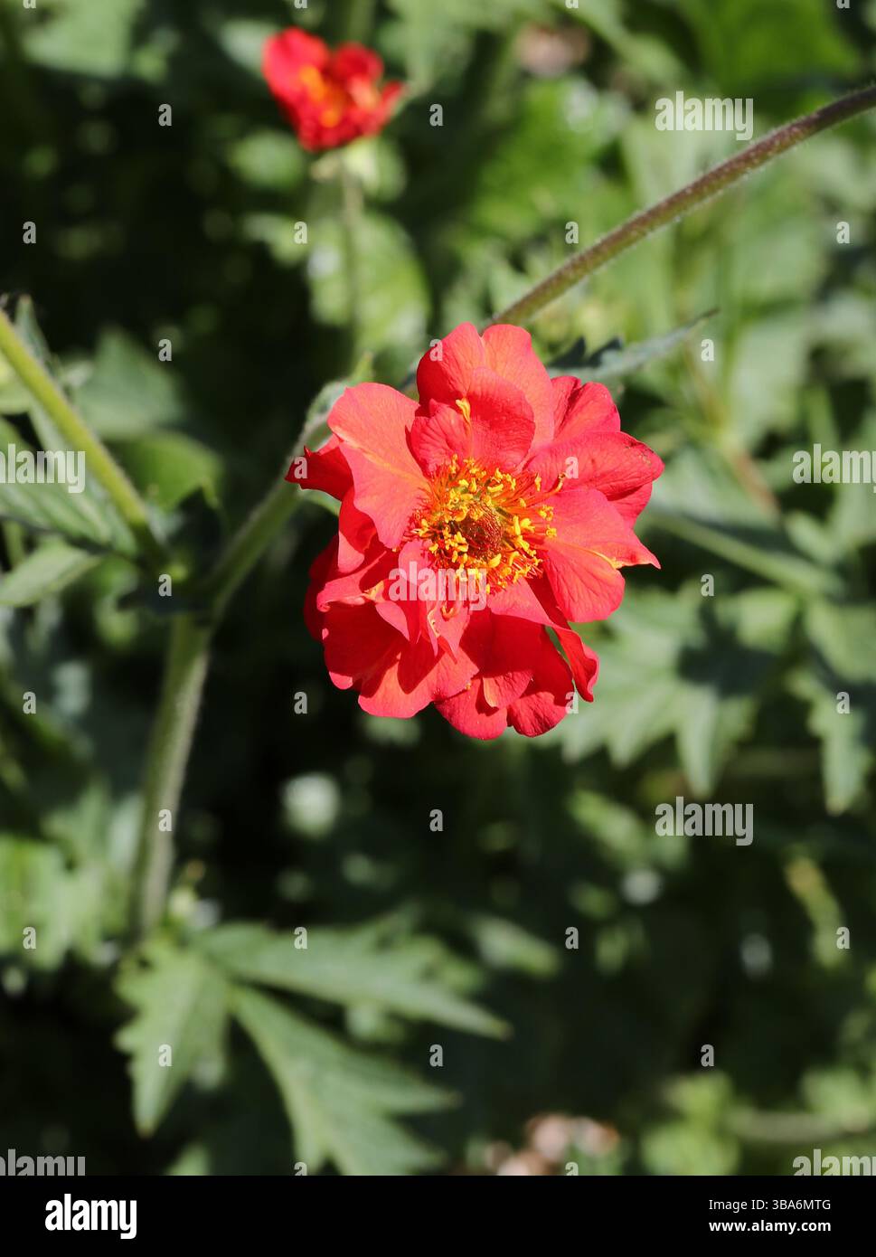 Geum 'Mrs. J. Bradshaw', Rosaceae. Sorte. Auch Bekannt Als Avens. Geum, auch bekannt als avens, ist eine Gattung von etwa 50 Arten rhizomatöser Staudenpflanzen. Stockfoto