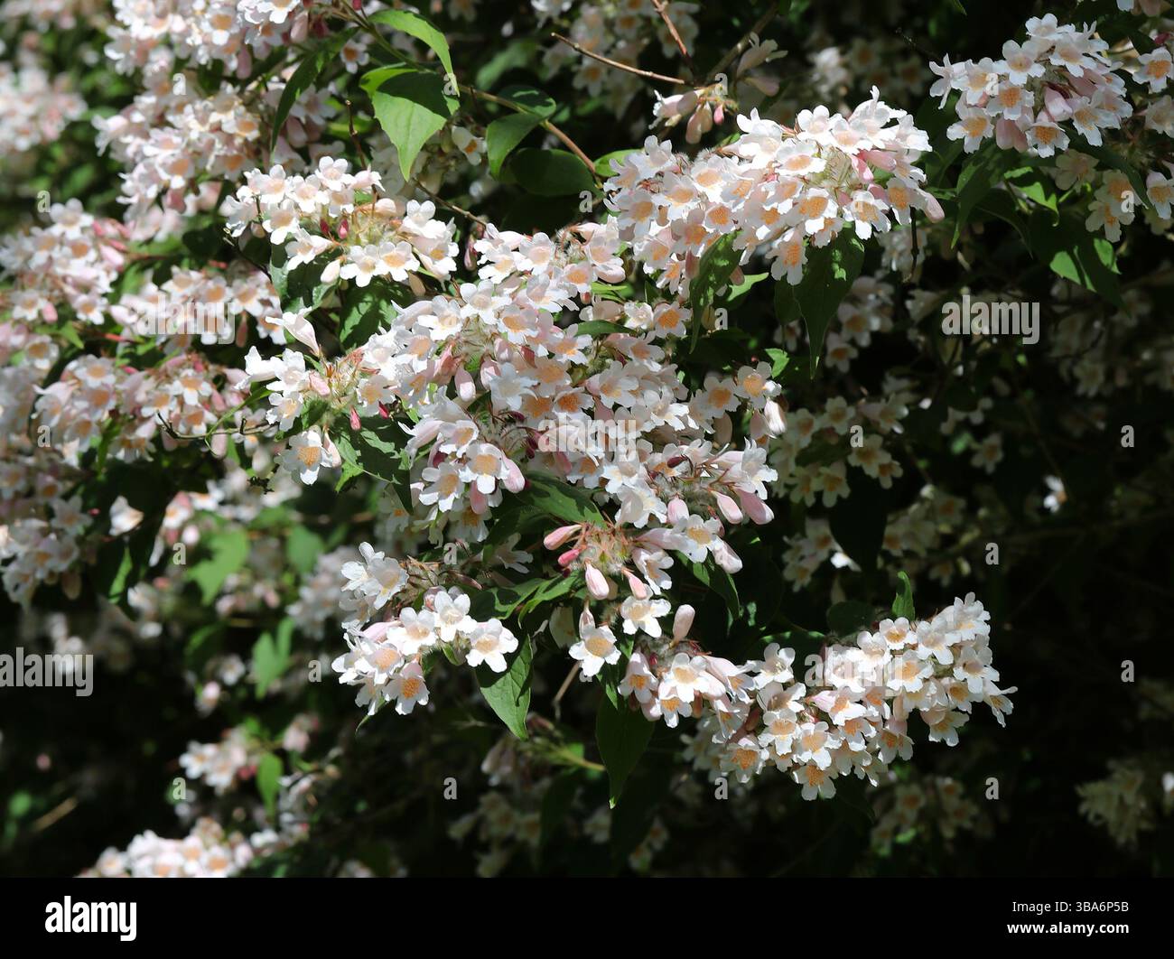Beauty Bush, Kolkwitzia amabilis, Caprifoliaceae. China, Asien. Kolkwitzia amabilis ist eine Art blühender Pflanzen. Stockfoto