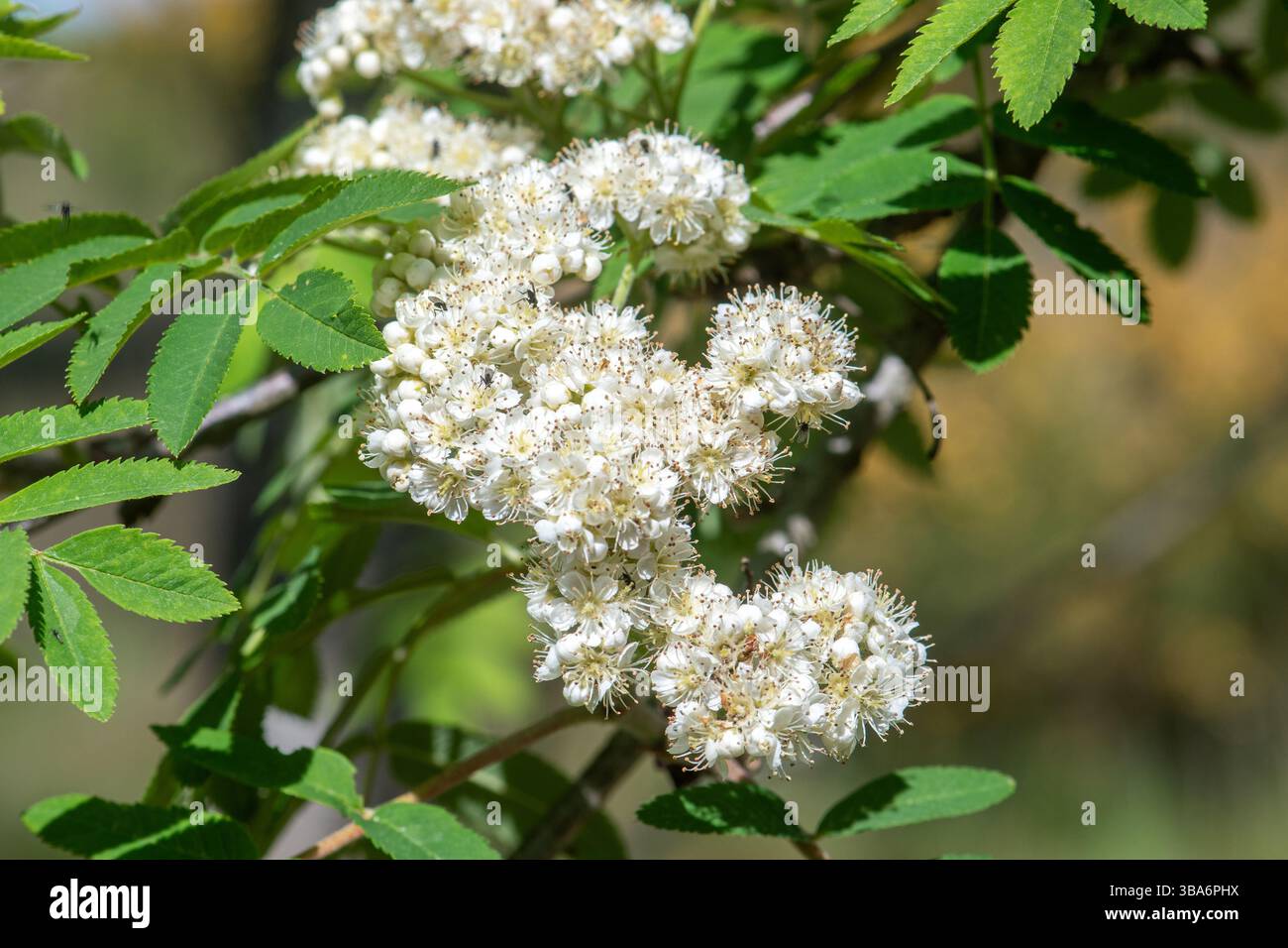 Rowan-Baum, auch Bergasche (Sorbus aucuparia) genannt, mit weißen Blüten, Surrey, England, Großbritannien, im Mai Stockfoto