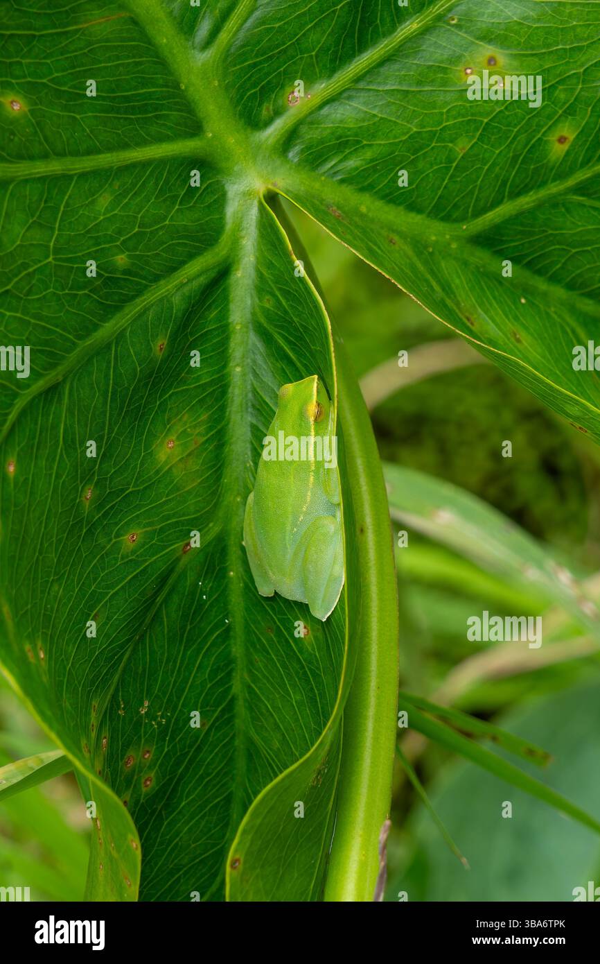 Ein großer Hatchet-Gesicht-Treefrog, Sphaenorhynchus lacteus, schläft auf einem Blatt im Yasuni-Nationalpark, Ecuador. Stockfoto