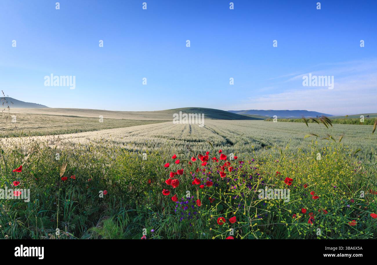Hügelige Landschaft mit unreifem Weizenfeld und Wildblumen in Apulien, Italien. Stockfoto