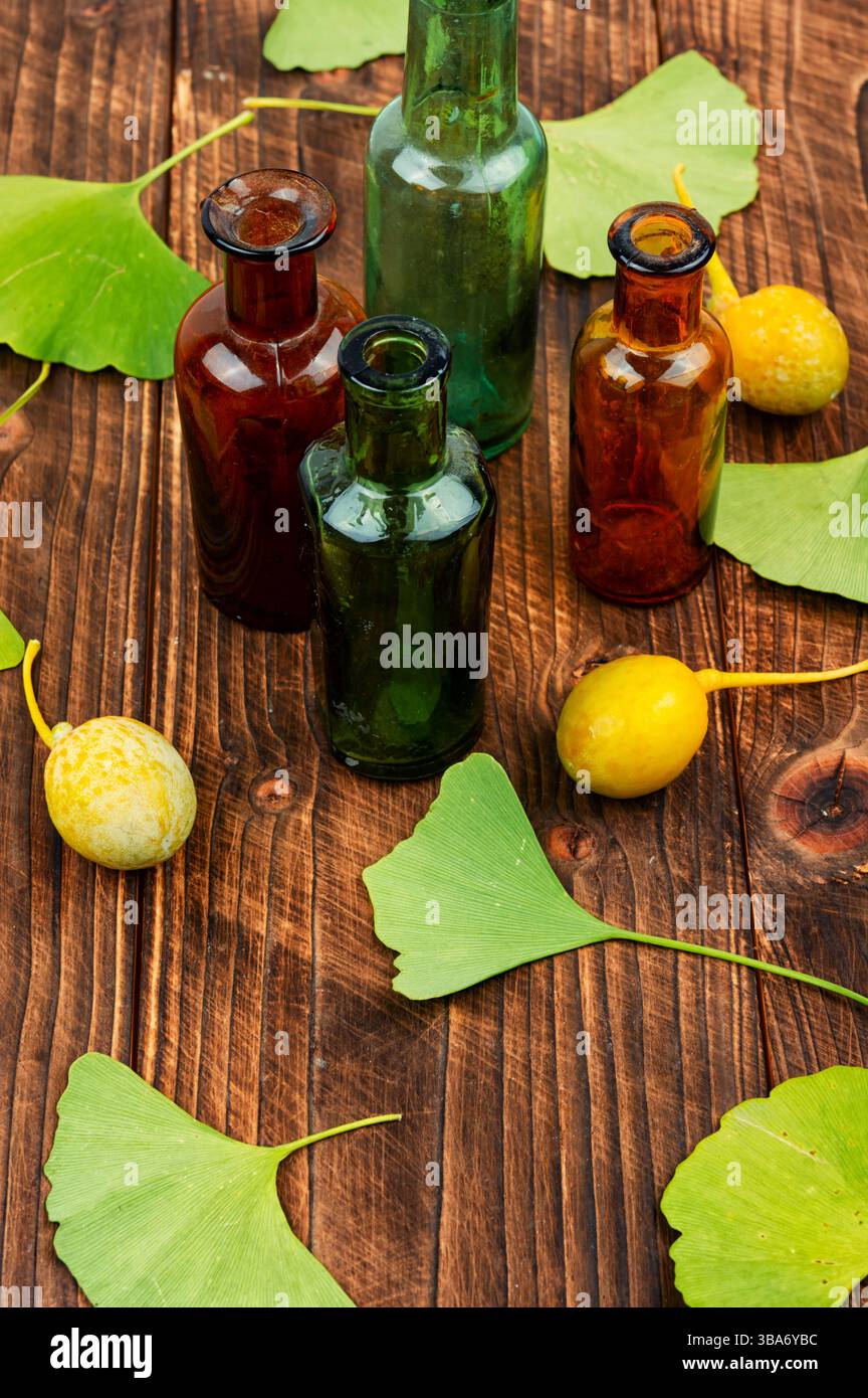 Extrakt aus dem Ginkgo mit Blättern und gelben Nüssen. Naturheilkundliches pflanzliches Konzept. Stockfoto