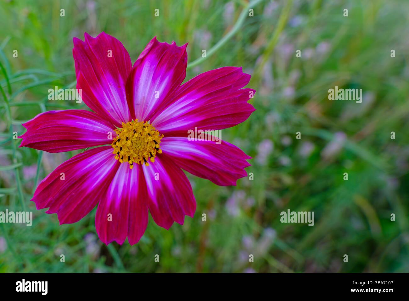 Einzelne Magentarote Kosmos-Blume Mit Komplizierter Gelber Mitte Stockfoto