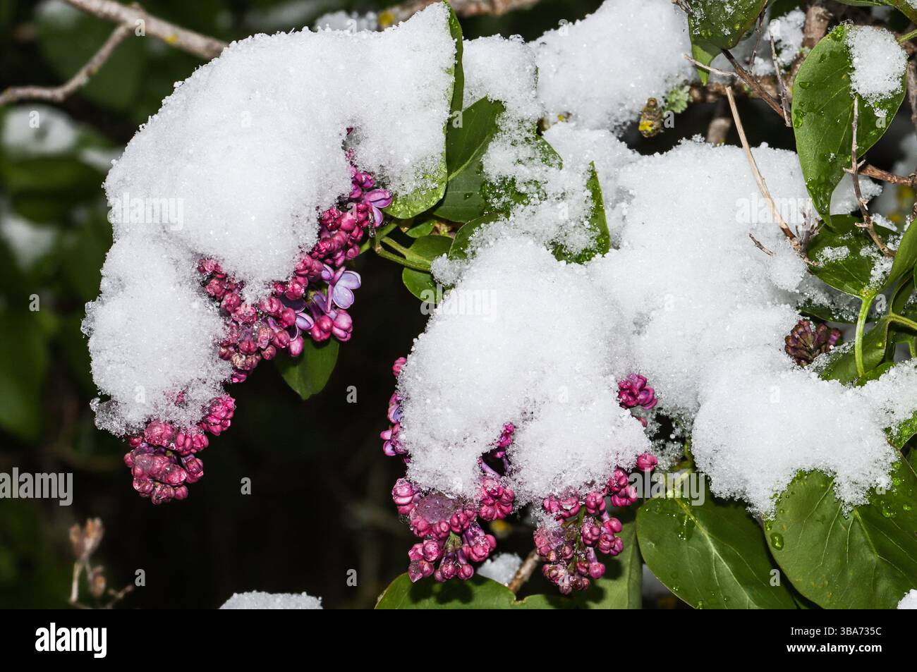 Flieder blüht im Frühling unter dem Schnee Stockfoto