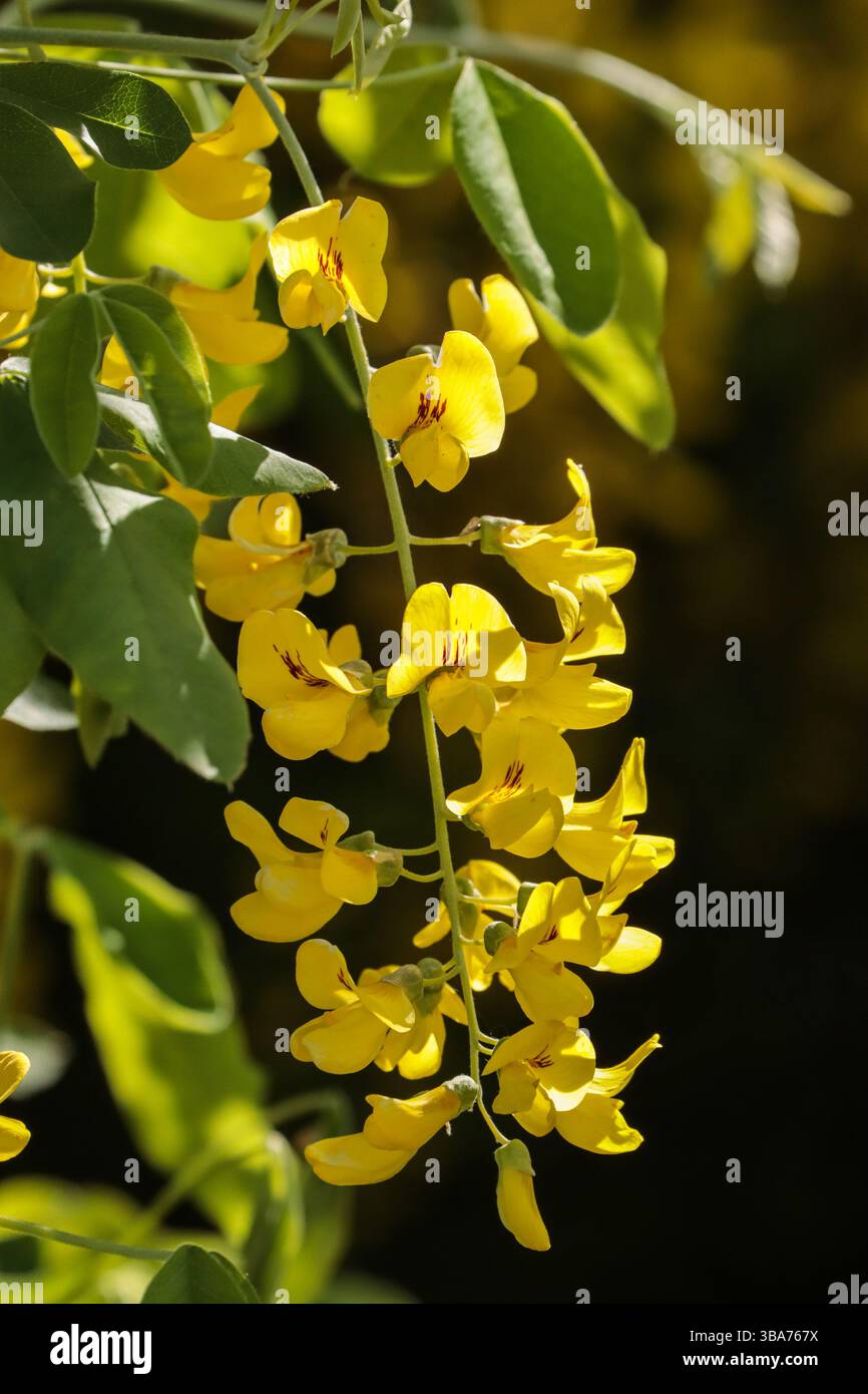 Gewöhnliches Laburnum, goldene Kette, in voller Blüte Stockfoto