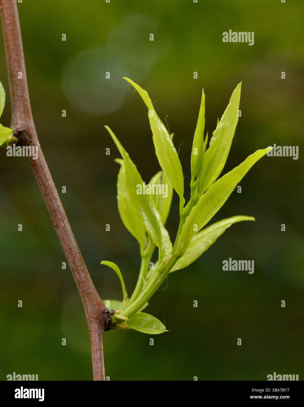 Junge Blätter auf einem Ziziphus Jujuba Baum im Frühjahr, Jujube Baum, chinesischer Dattelzweig Stockfoto