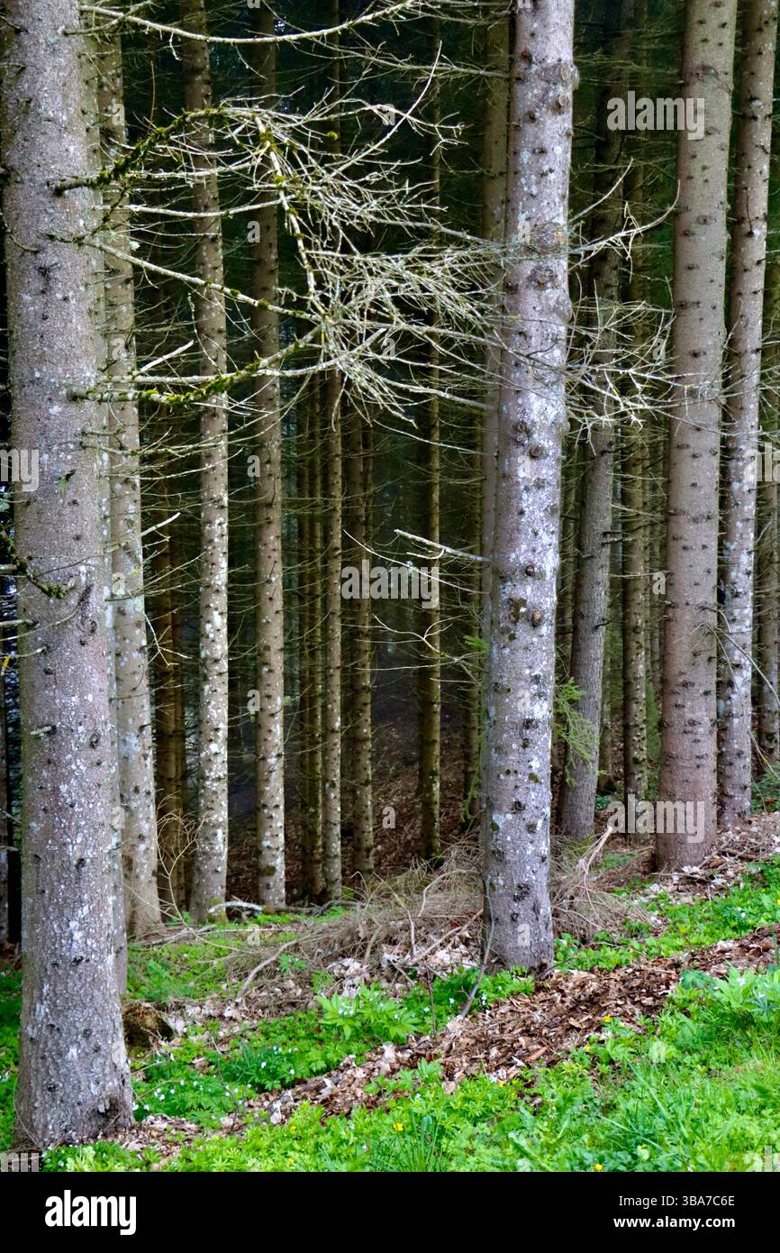 Alte Bäume im Wald bei Les Ecovets oberhalb von Villars sur Ollon in der Schweiz, Mai 2025 Stockfoto Alte Bäume im Wald bei Les Ecovets oberhalb von Villars sur Ollon in der Schweiz, Mai 2025 Stockfoto