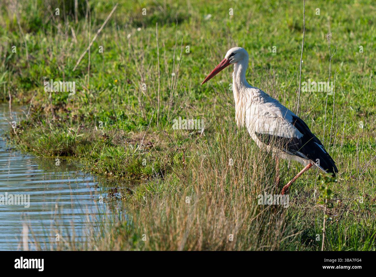 Ein Storch spaziert durch das grasbewachsene Ufer eines Sumpfes, dessen Silhouette klar vor der trockenen und grünen Vegetation des frühen Frühlings liegt. Stockfoto