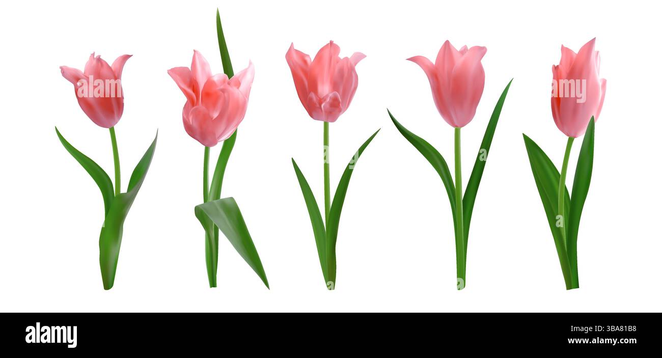 Pinke isolierte, realistische Tulpenblüten. Set frischer Tulpen. Vektor-Illustration für Grußkarten 8. märz oder Muttertag, Einladungen, Poster Stock Vektor