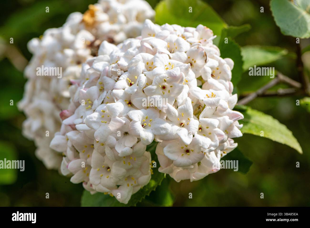 Duftender Snowball, Viburnam x Carlcephalum. Laubstrauch, Hinton Ampner, Hampshire, Großbritannien Stockfoto