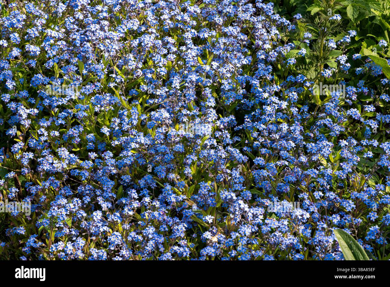 Myosotis sylvatica, das Holz oder der Wald vergessen-mich-nicht. Hinton Ampner, Hampshire, Großbritannien Stockfoto