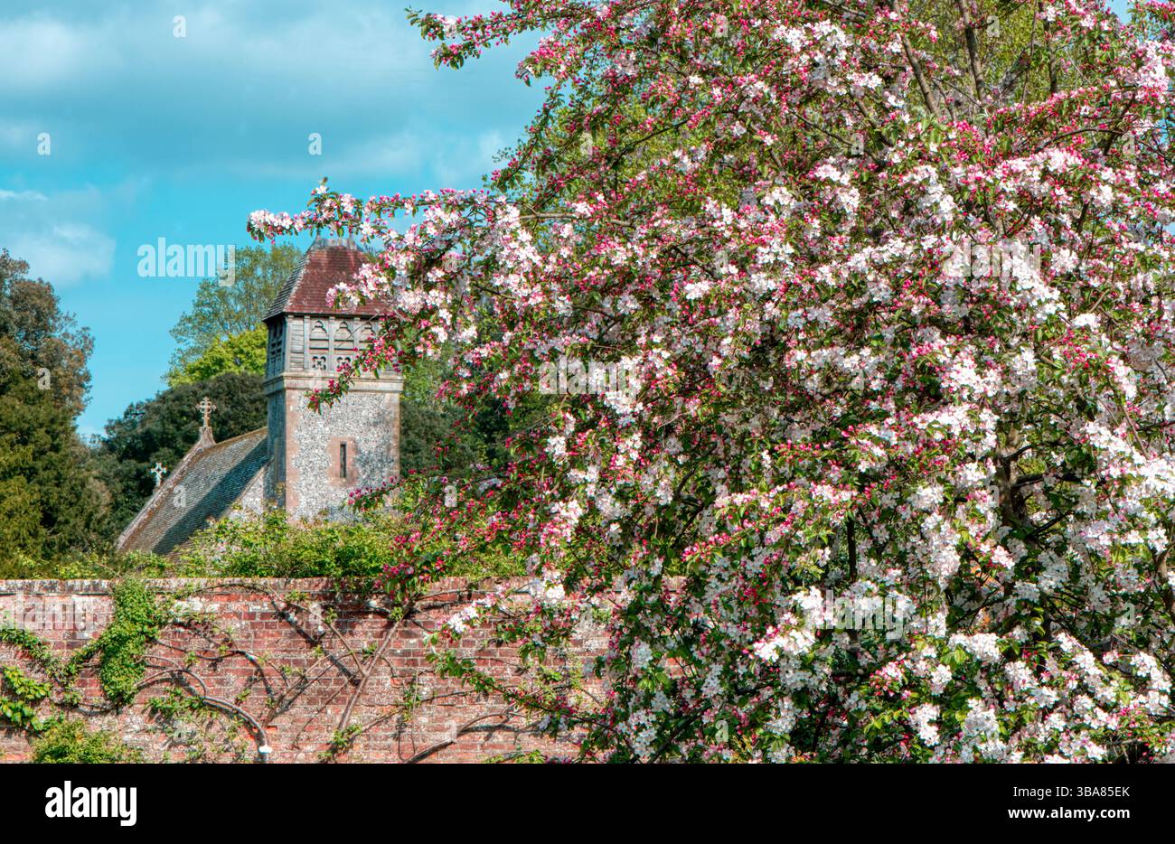 Krabbenapfel in Blüte in den Gärten des Hinton Ampner Country House, Hampshire, Großbritannien Stockfoto