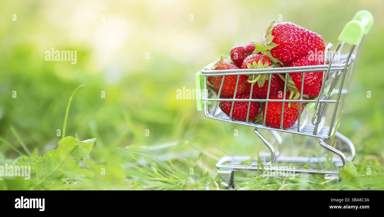 Trolley mit Supermarkt mit Erdbeeren auf grünem Gras. Banner mit schönen Sommerbeeren Stockfoto
