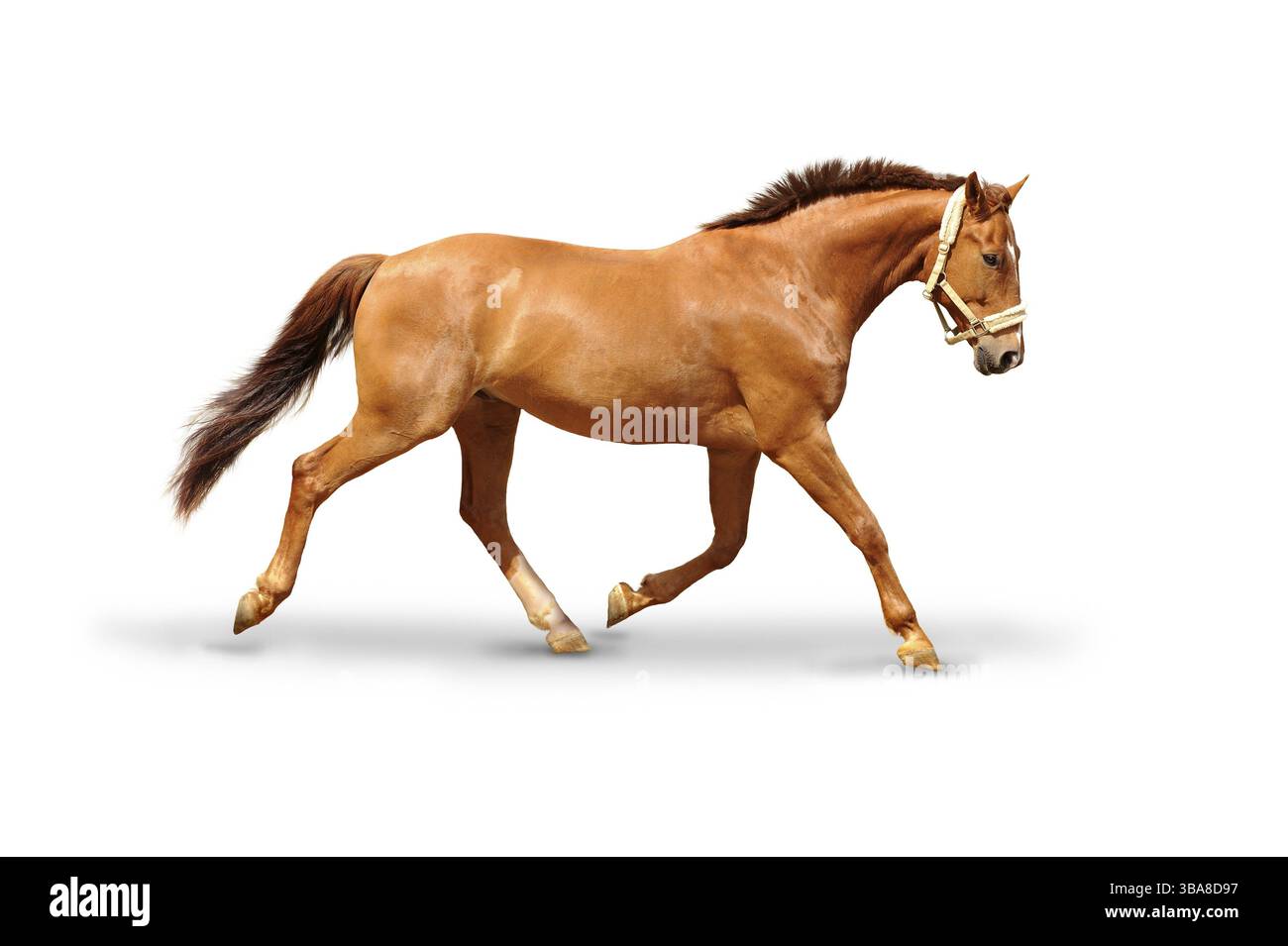 Pferd im Galopp Stockfoto