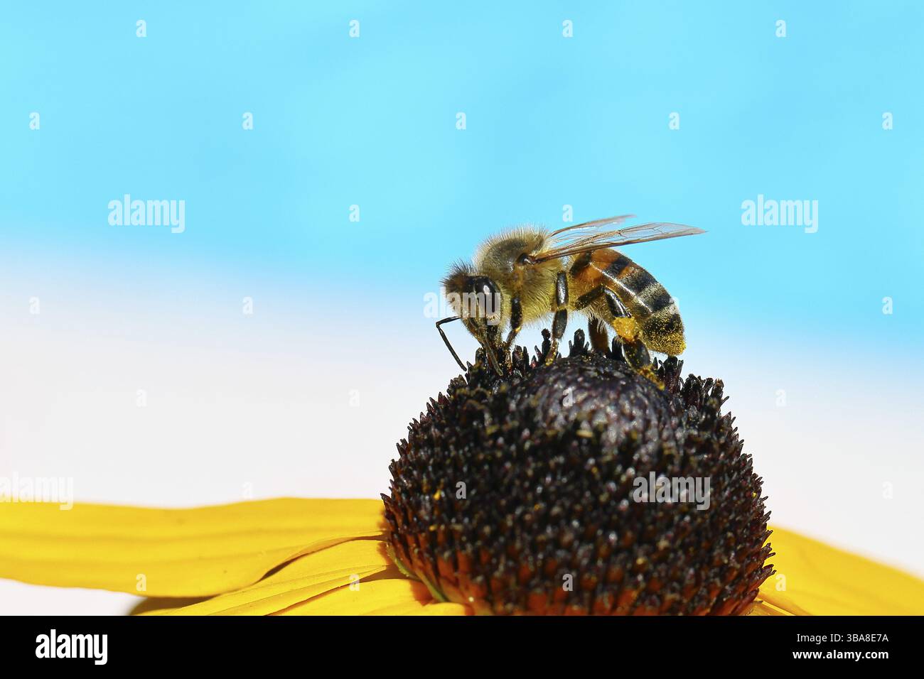 Europäische Honigbiene (APIs mellifera), die Nektar von einem gelben Coneflower (Echinacea paradoxa) vor blauem Himmel sammelt, Nahaufnahme, Makrofotogra Stockfoto