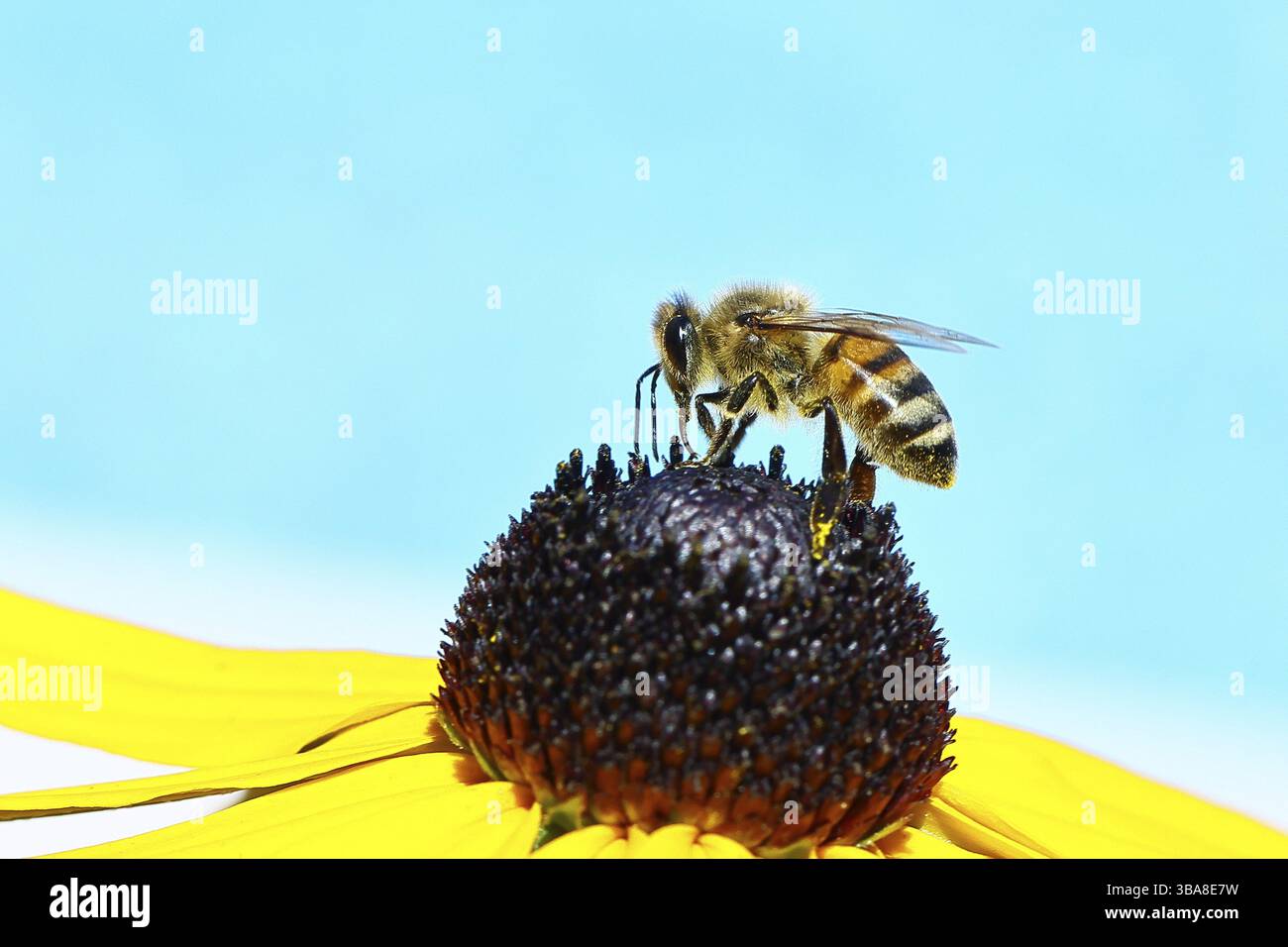 Europäische Honigbiene (APIs mellifera), die Nektar von einem gelben Coneflower (Echinacea paradoxa) vor blauem Himmel sammelt, Nahaufnahme, Makrofotogra Stockfoto