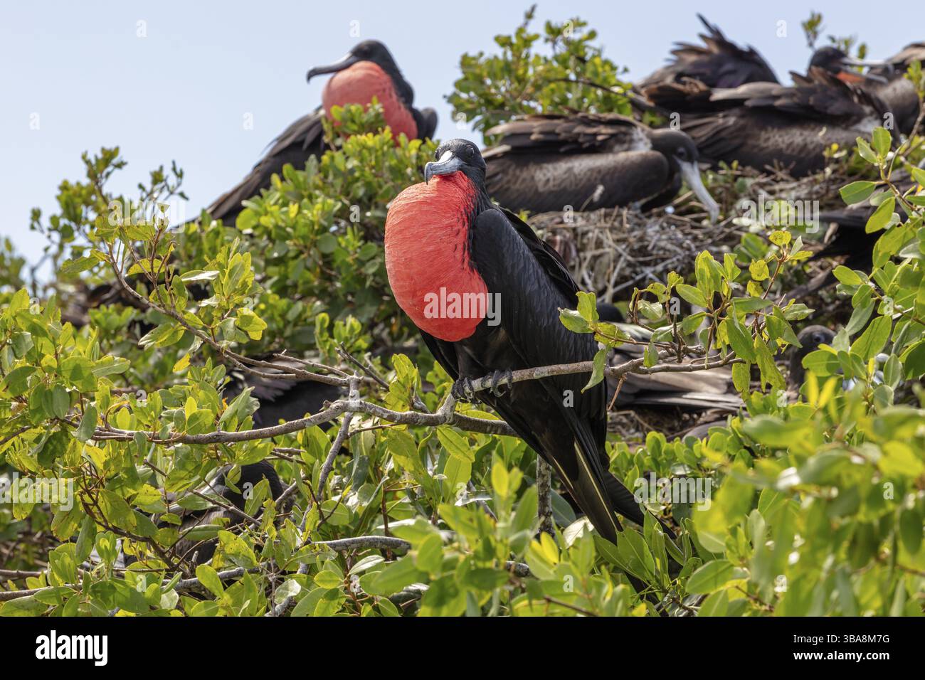 Fregatebirden (Fregatidae, Fregata), Rosario-Inseln, Kolumbien, Südamerika Stockfoto