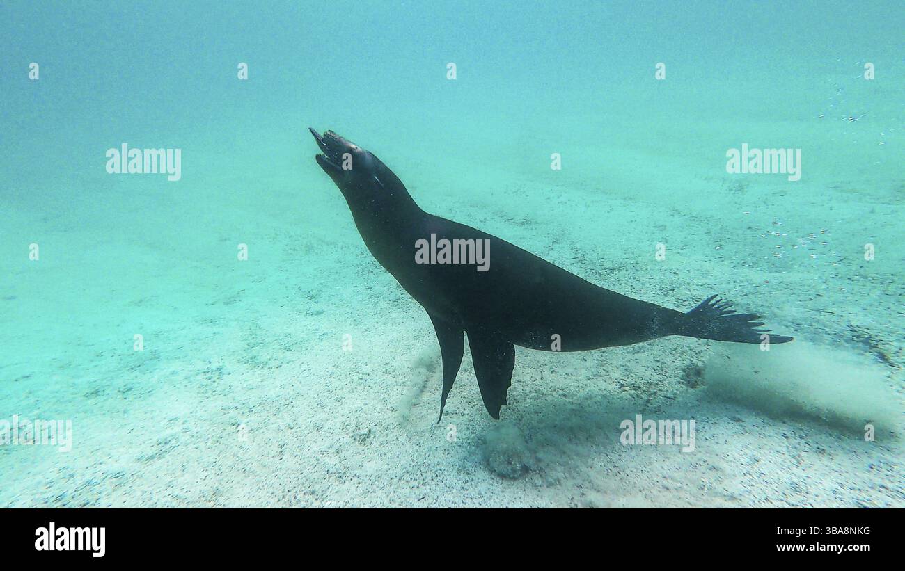 Seelöwen (Zalophus wollebaeki), unter Wasser, Galapagos, Ecuador, Südamerika Stockfoto