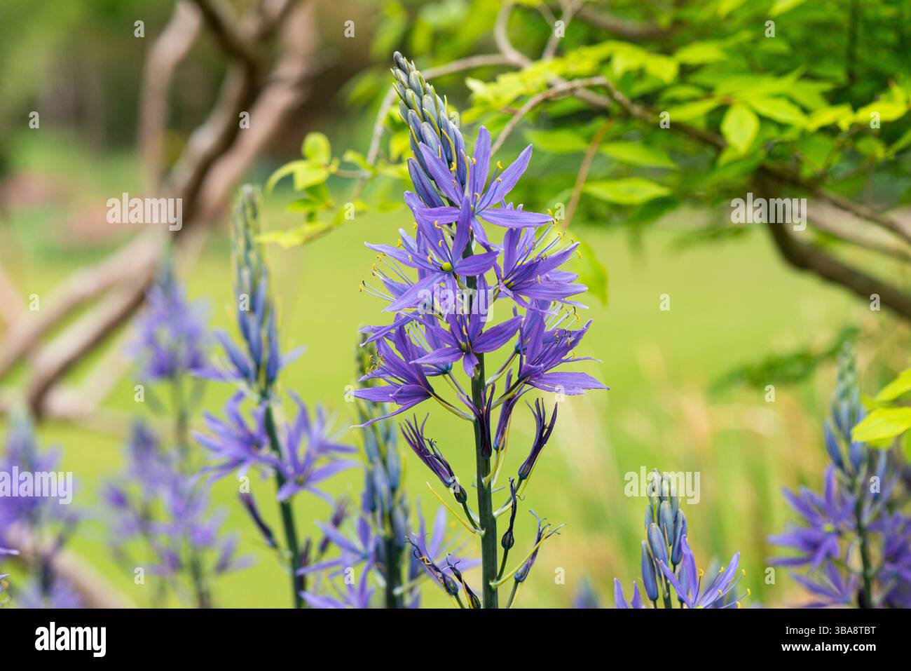 Eine Camassia mit sternförmigen blauen Blüten Stockfoto