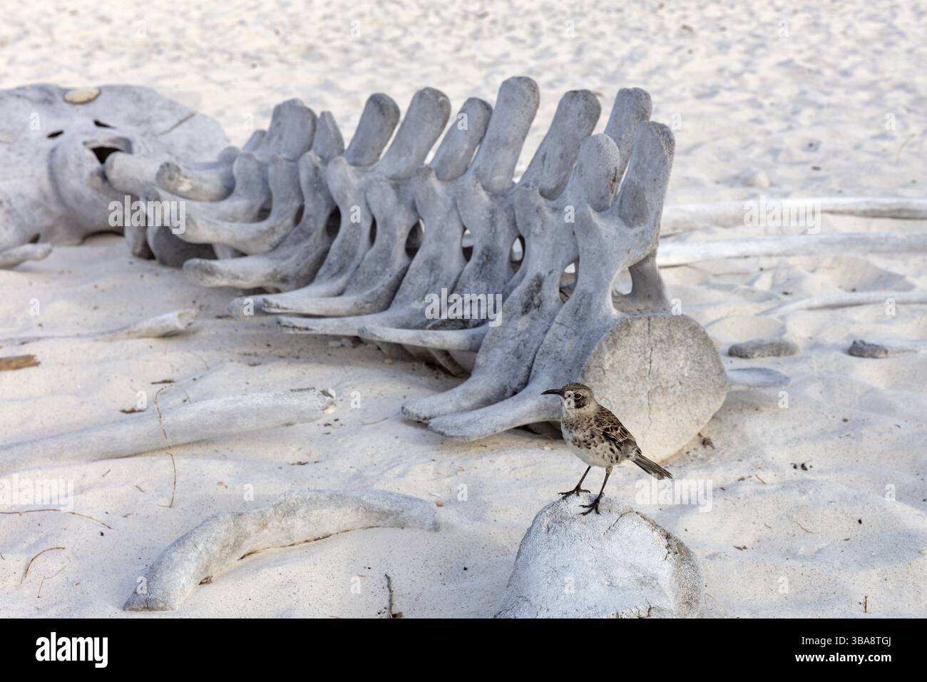 Walskelett, Gardner Bay Beach, Isla Espanola, Galapagos, Ecuador, Südamerika Stockfoto