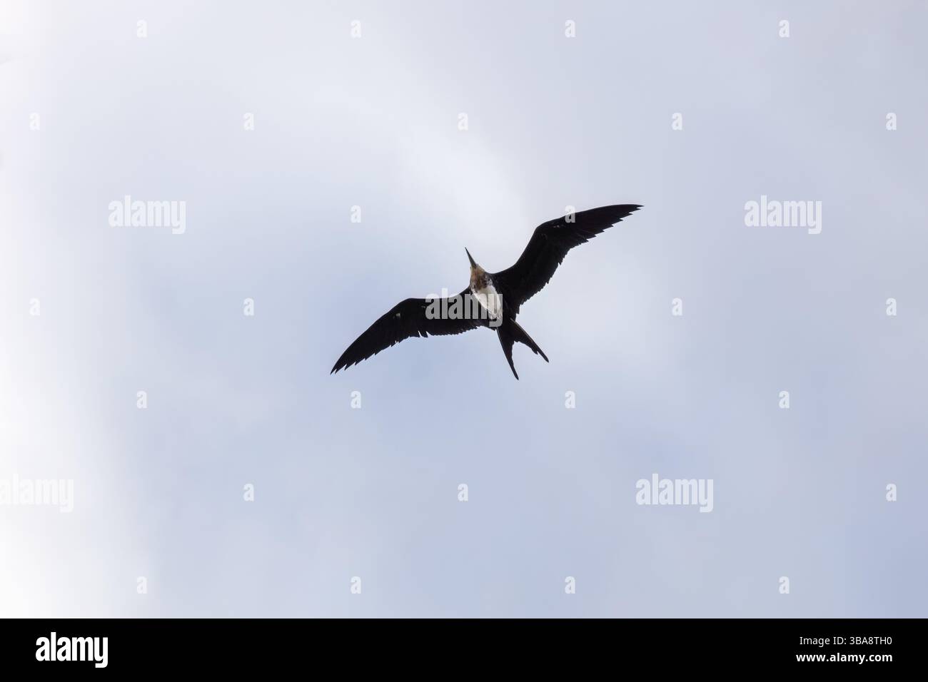 Fregatidae, Galapagos, Ecuador, Südamerika Stockfoto