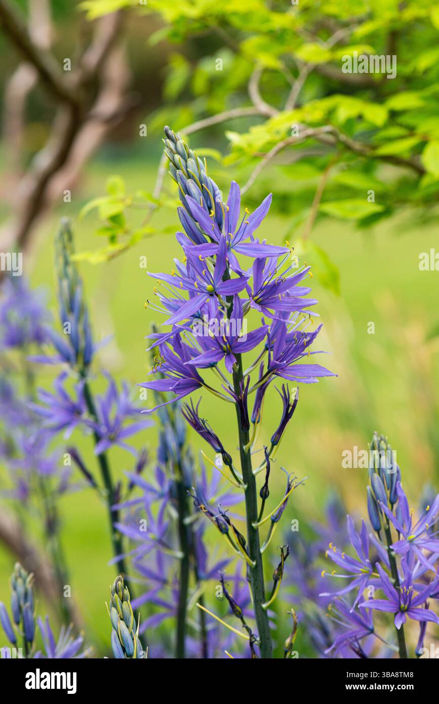 Eine Camassia mit sternförmigen blauen Blüten Stockfoto