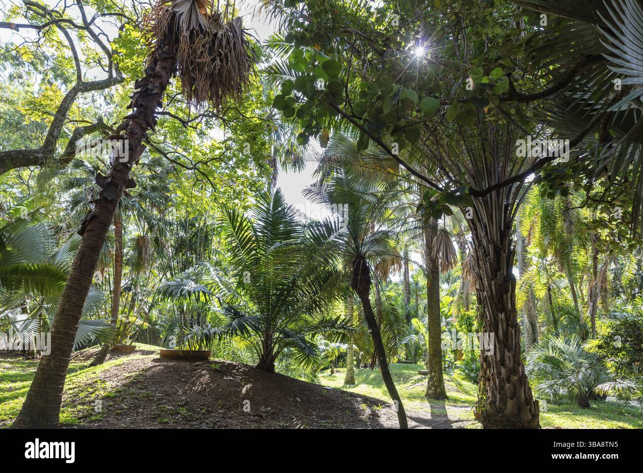 Botanischer Garten, Medellin, Kolumbien, Südamerika Stockfoto